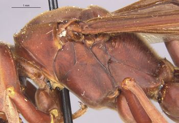 Media type: image;   Entomology 36001 Aspect: thorax lateral